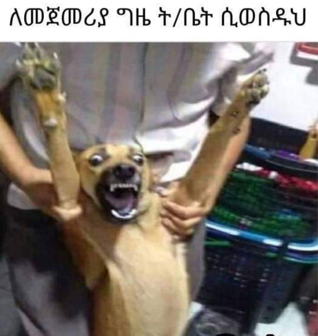 a dog is standing up with its paws